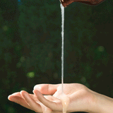 BOUQUET GARNI Nard Shampoo (500ml) - Kiyoko Beauty