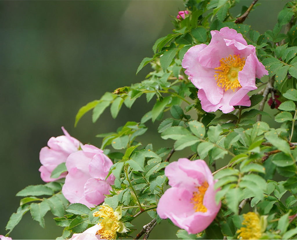 Lululun Hakone Rose Face Mask (7 PCs)