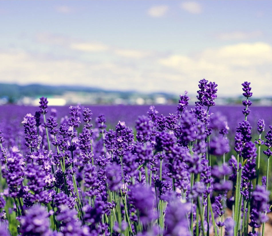 Lululun Hokkaido Lavendar Face Mask (7 PCs)