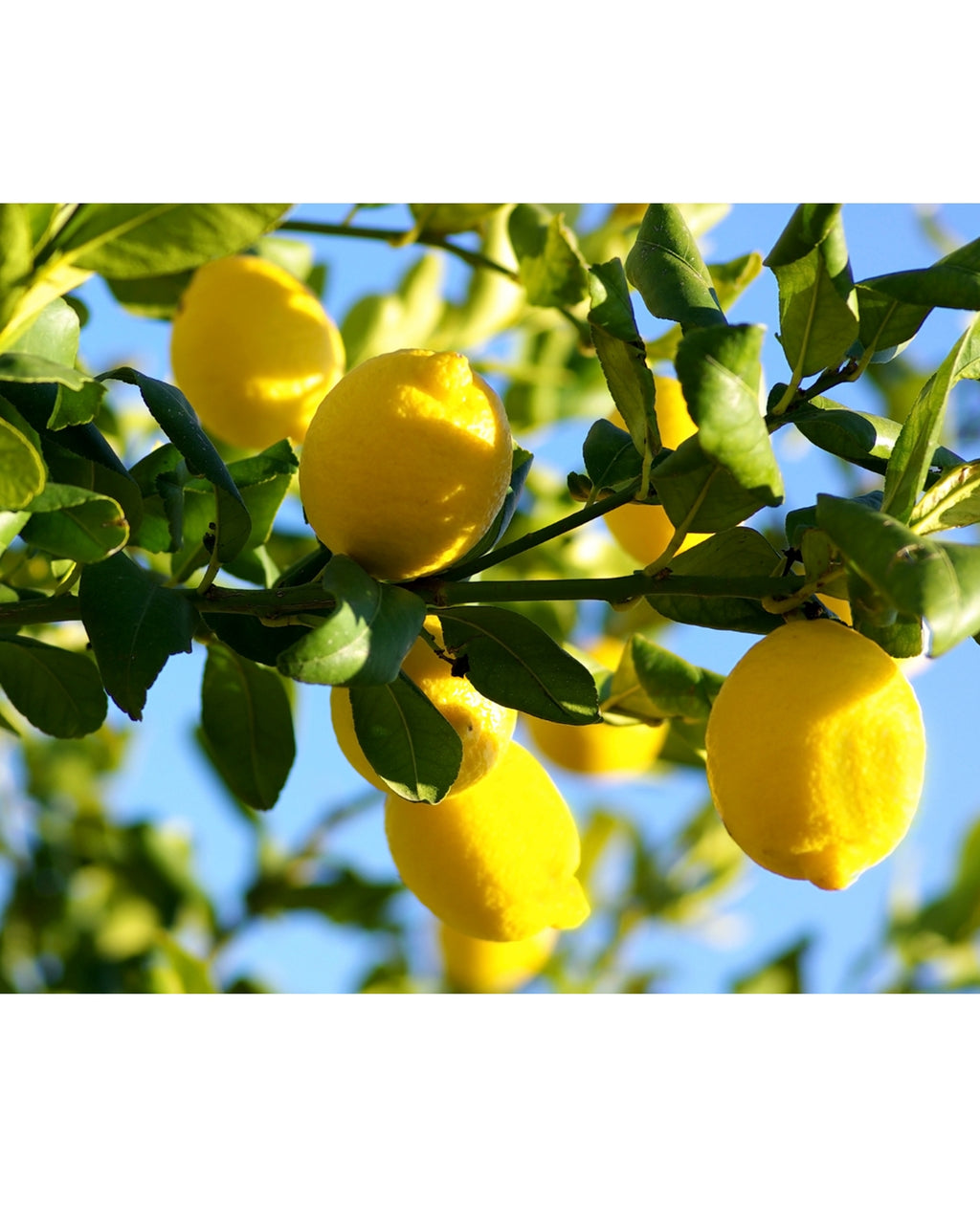 Lululun Premium Setouchi Lemon Face Mask (7 PCs)